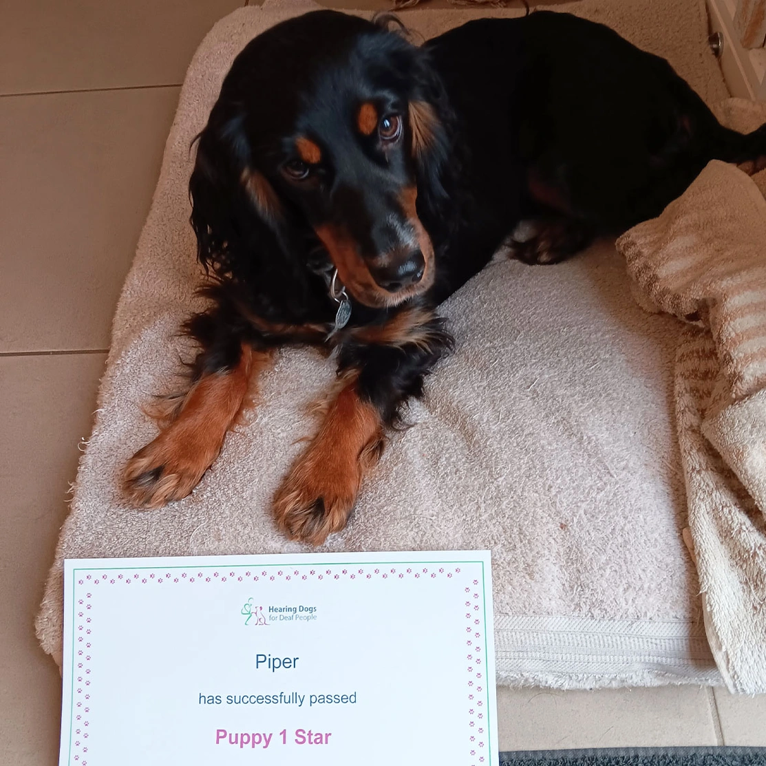 Black and tan spaniel laying on blanket with Puppy One Star certificate