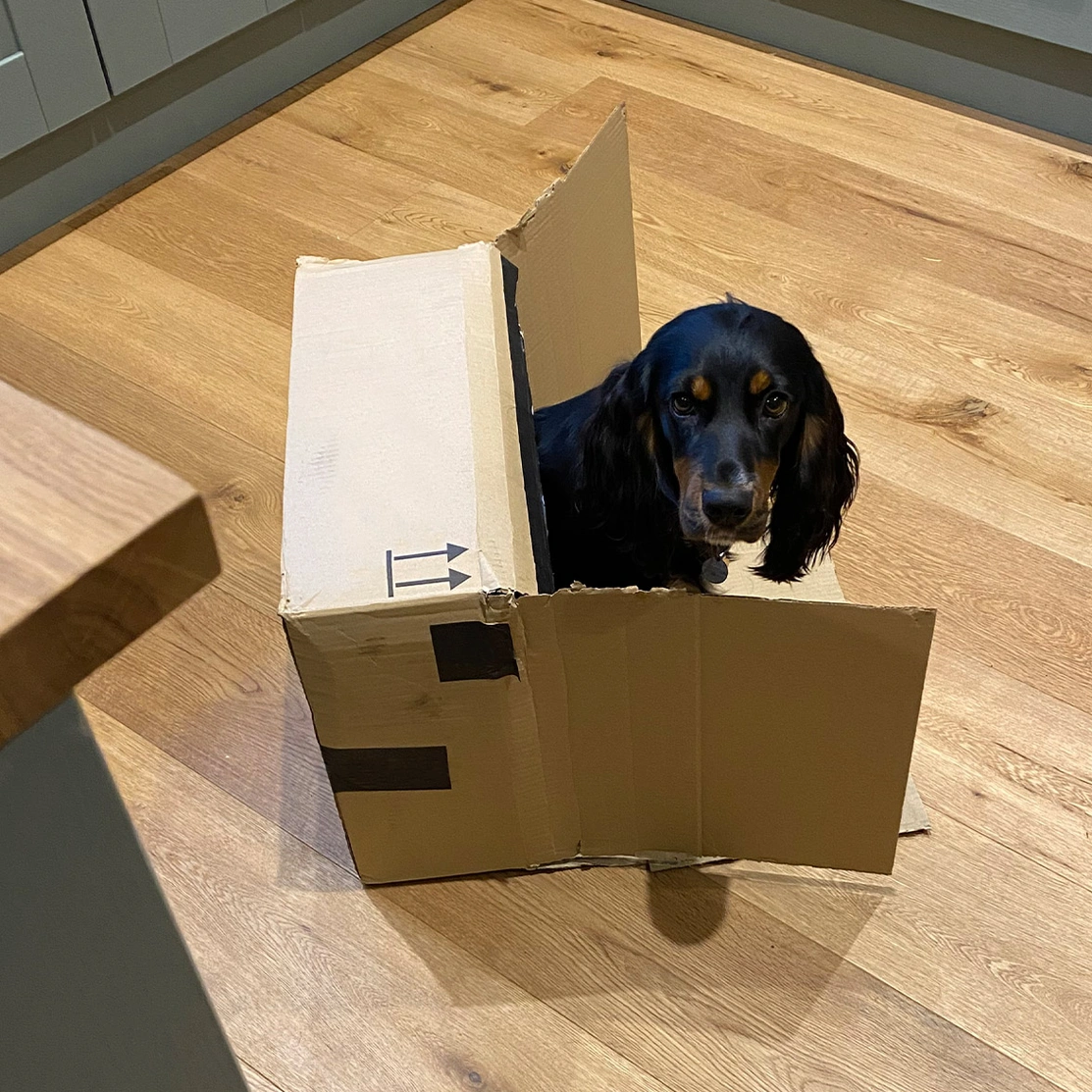 Black and tan spaniel sitting in cardboard box