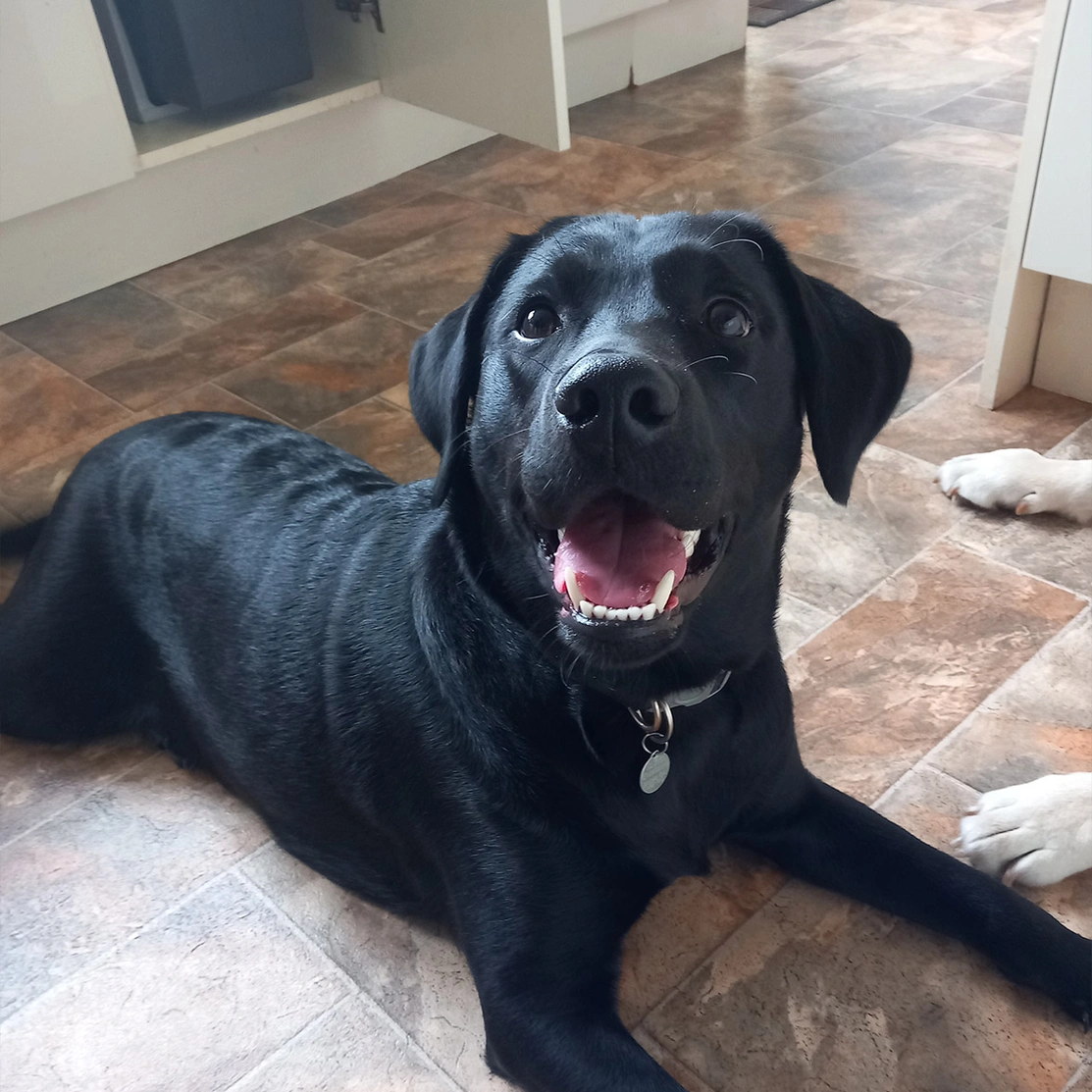 Happy Black Labrador laying on kitchen floor