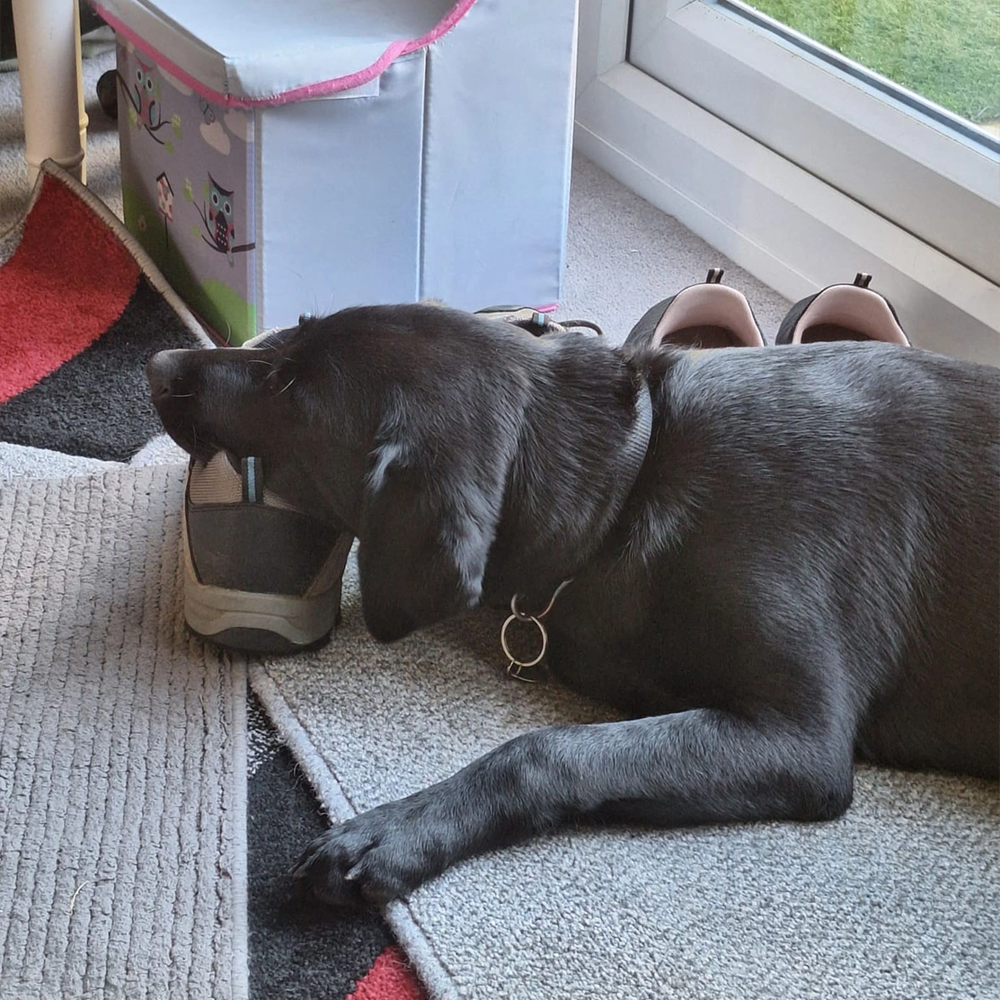 Black Labrador sleeping on shoe