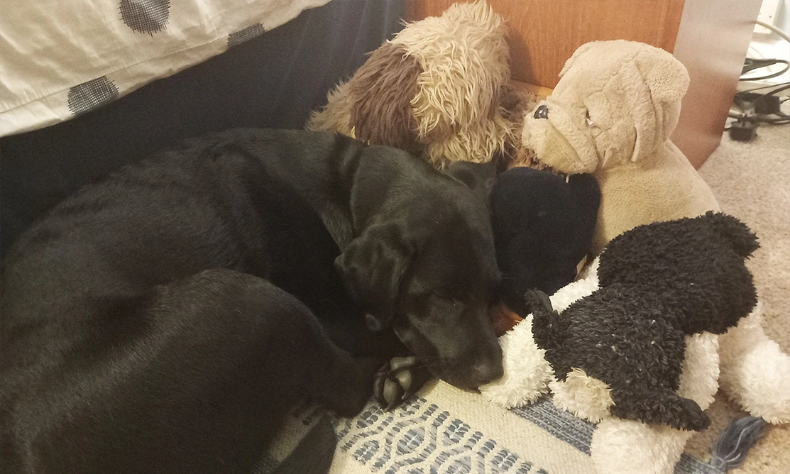 Black Labrador sleeping with teddies