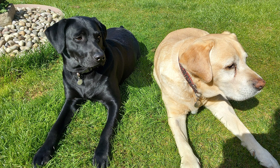 Black Labrador laying next to yellow Labrador on grass