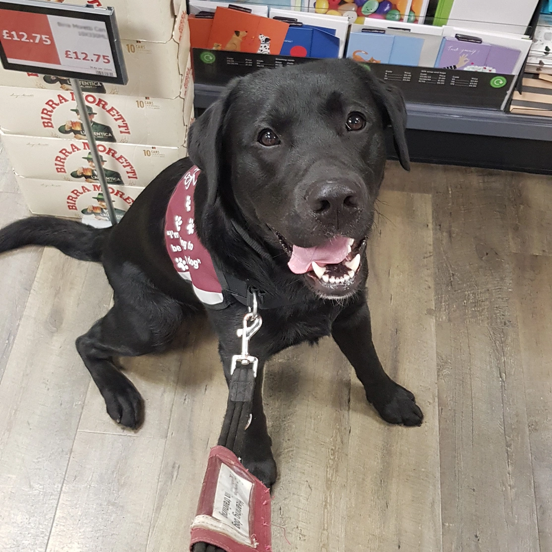 Black Labrador sitting in card shop