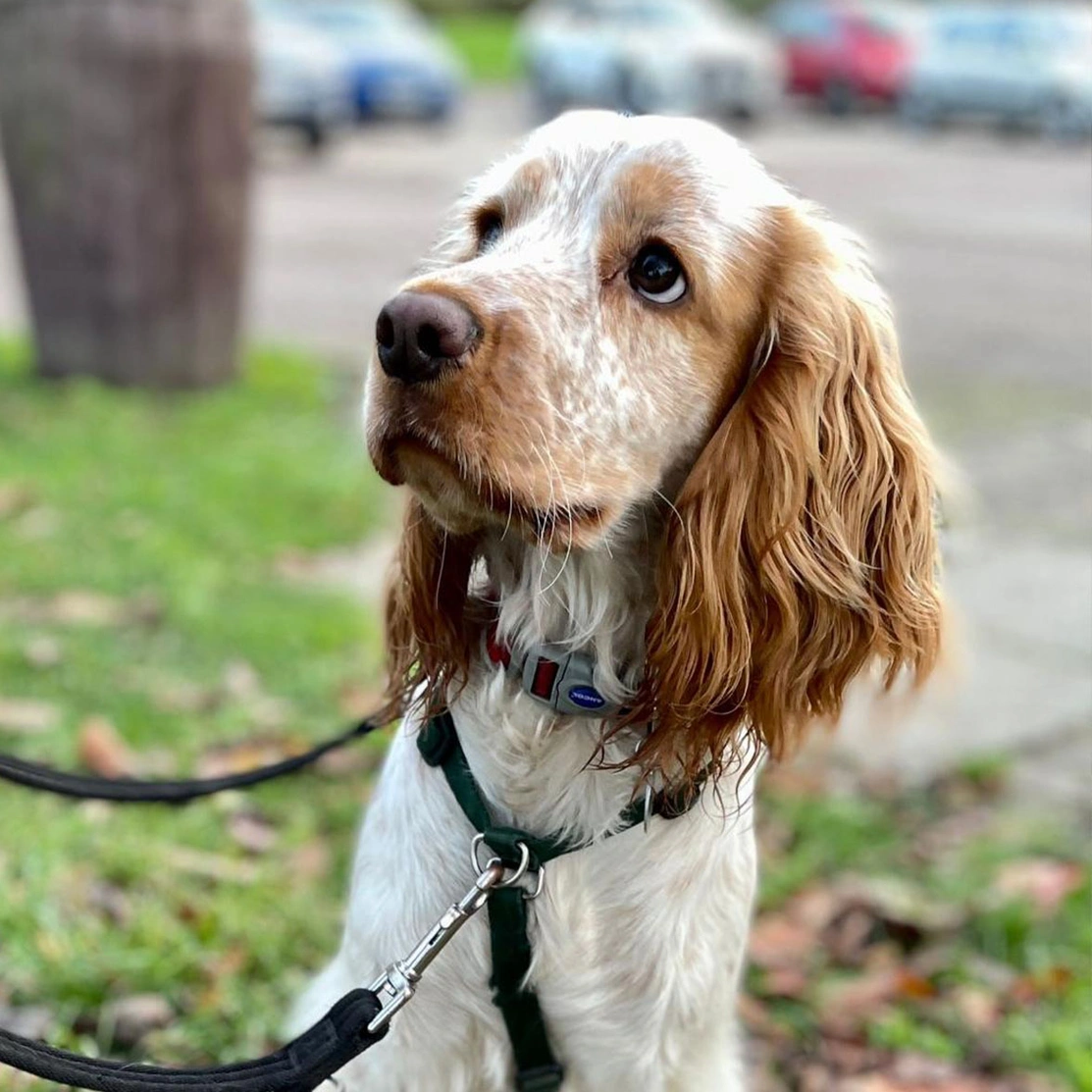 Orange roan spaniel sitting outdoors looking up