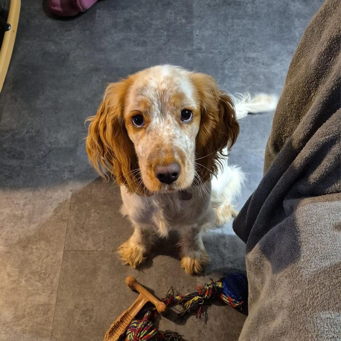 Orange roan spaniel sitting looking up