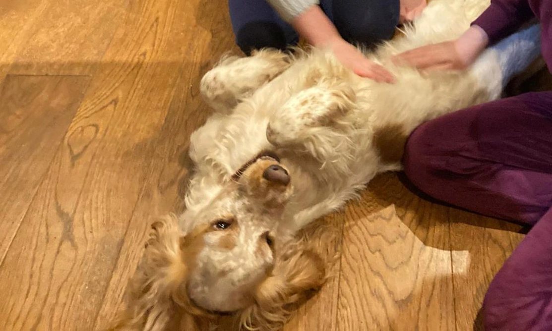 Orange roan spaniel on back receiving tummy tickles