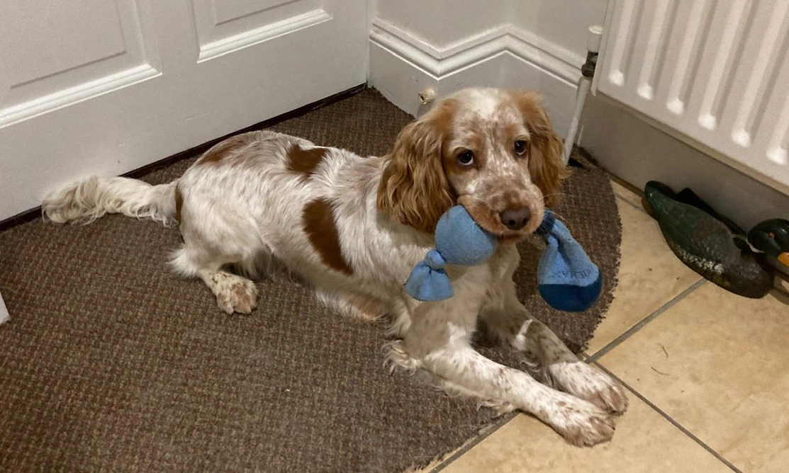 Orange roan spaniel with toy in mouth
