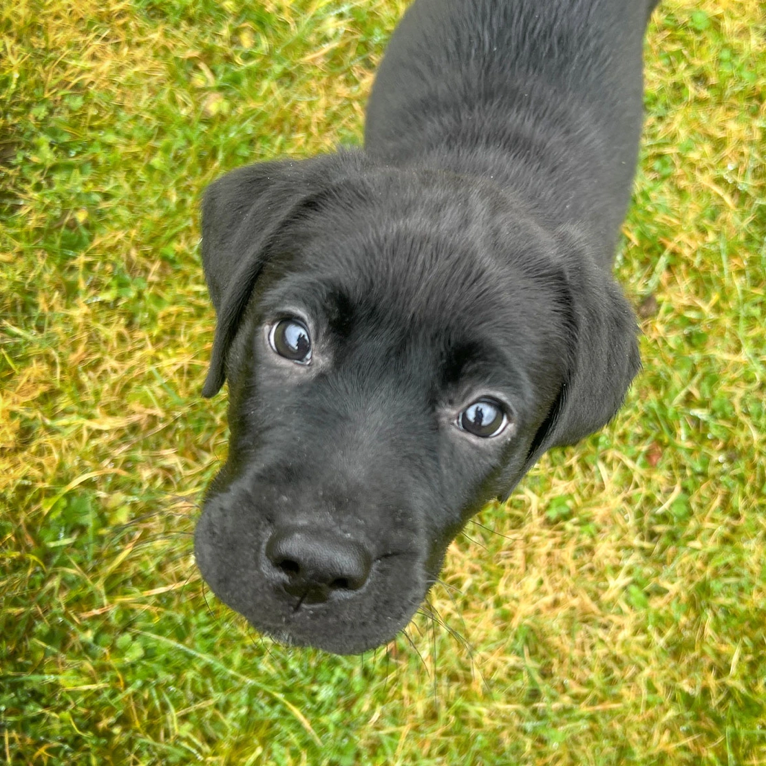 Black Labrador puppy looking up to camera