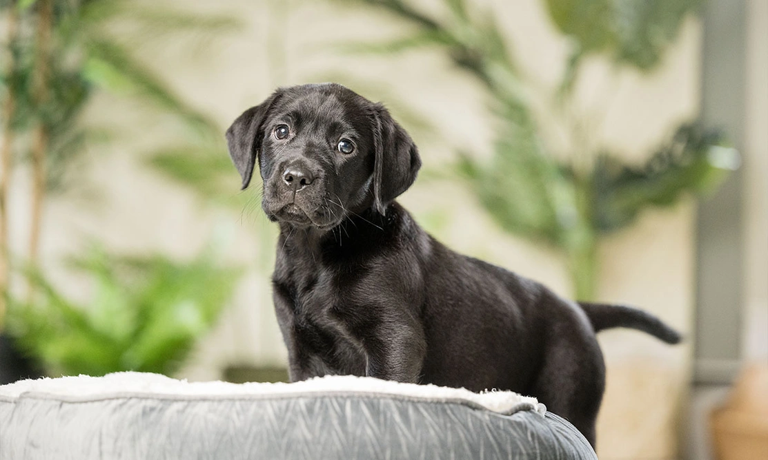 Black Labrador puppy standing on bed