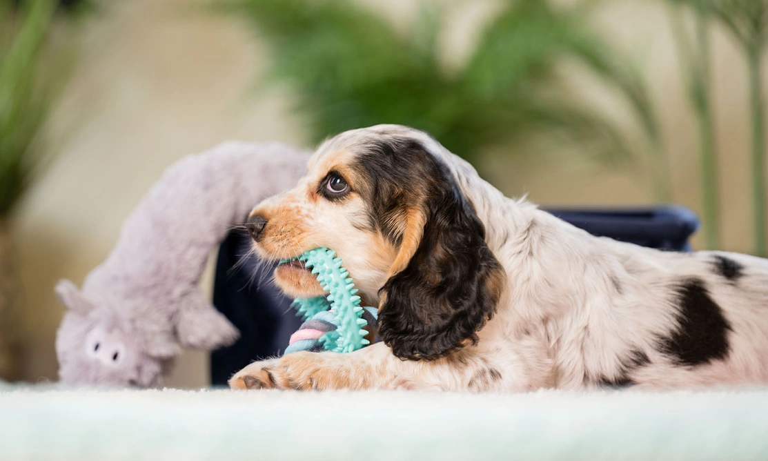 Cute sable spaniel puppy looking up with chew toy in mouth