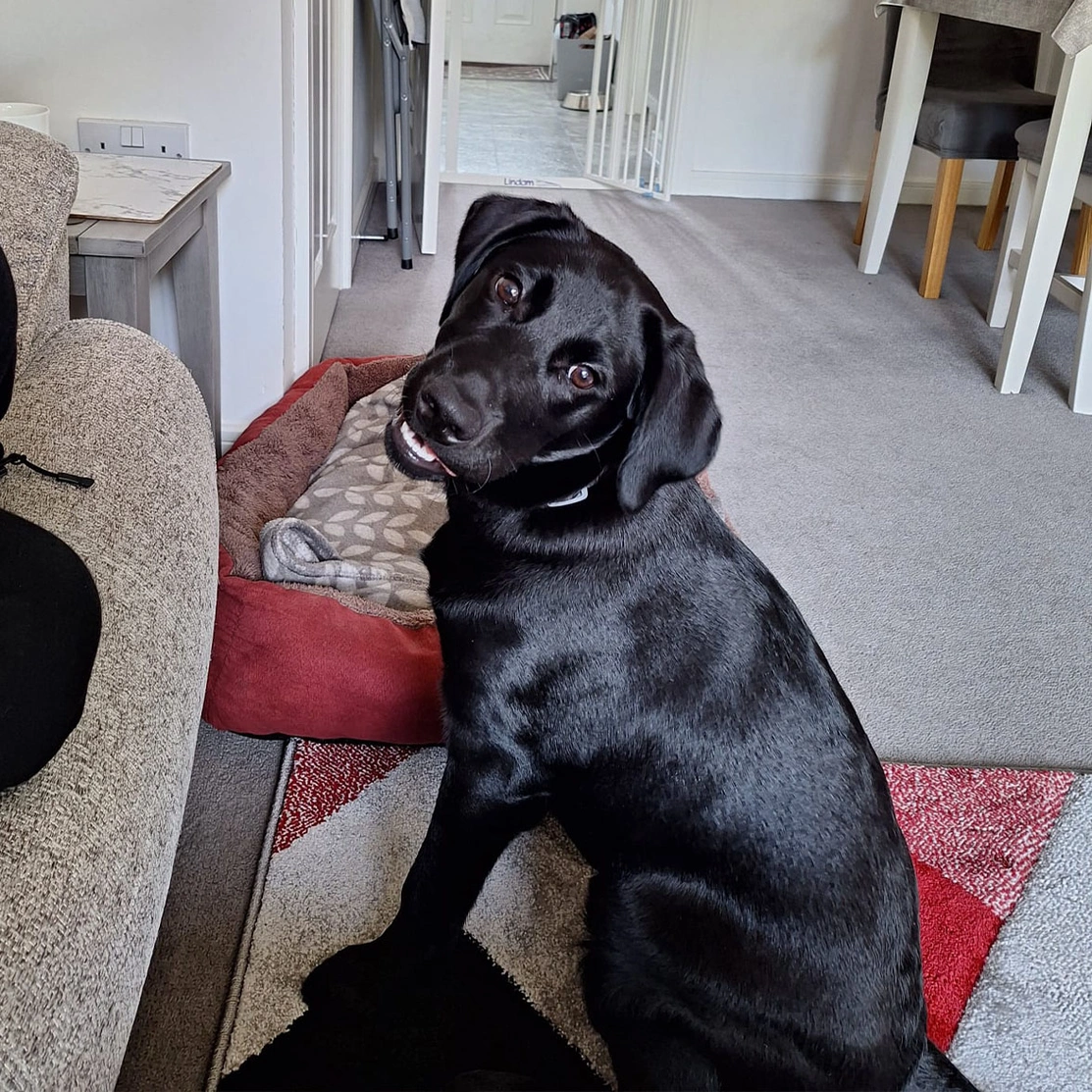 Black Labrador sitting and smiling