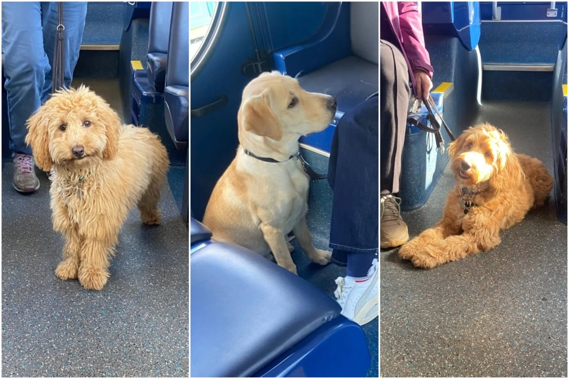 3 photos of different light coloured dogs sitting on the floor of a bus