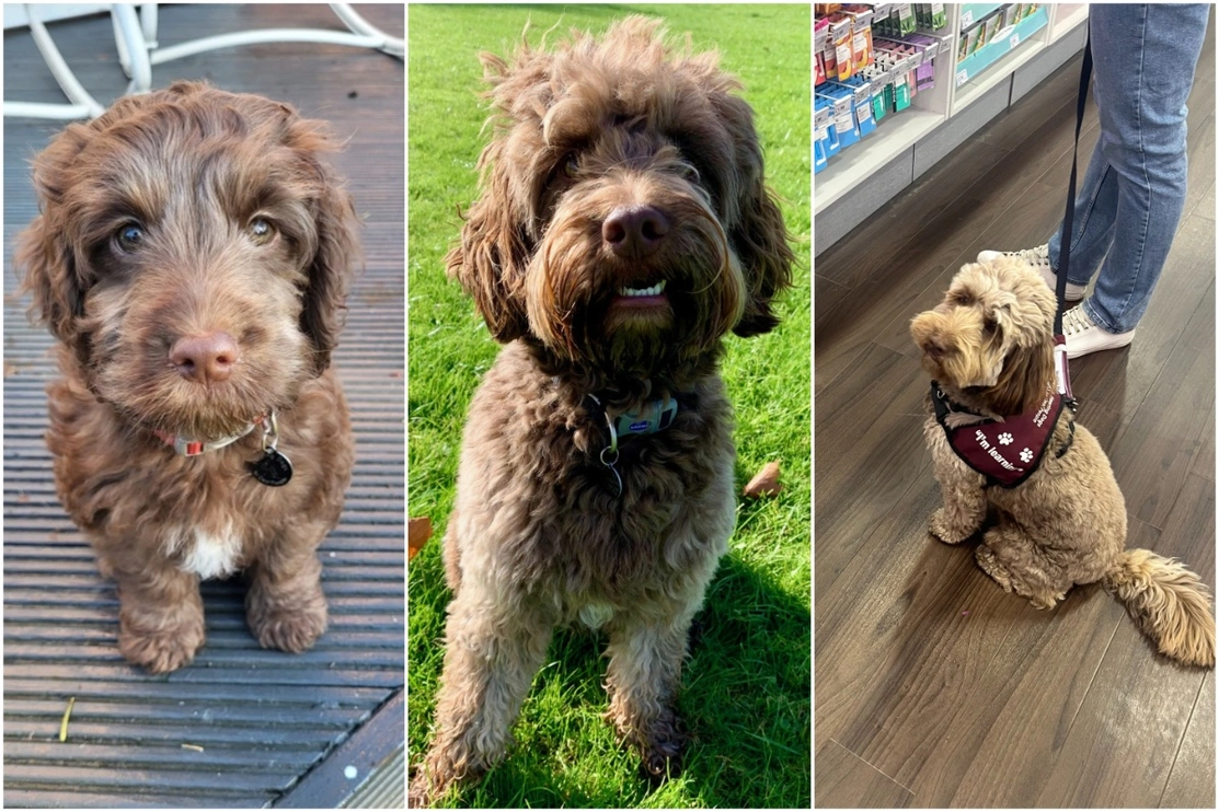 3 photos of the same brown dog at different ages. The first as a small pup, the second older standing on grass, and the third in a shop with hearing dogs jacket on.