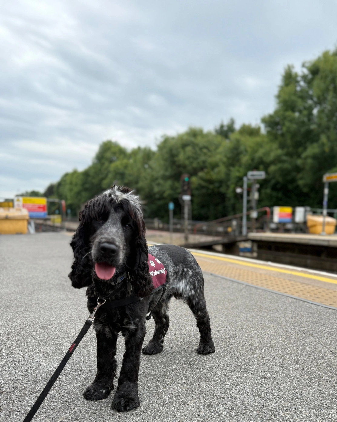 A cocker spaniel with black fur wearing a hearing dogs training jacket standing on a train station platform