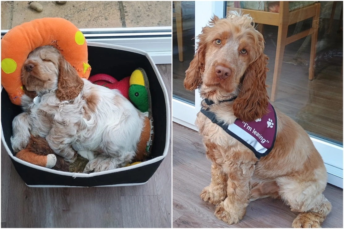 2 photos of the same light brown dog, one as a small puppy sleeping in a basket bed and the other as an older dog with hearing dogs jacket