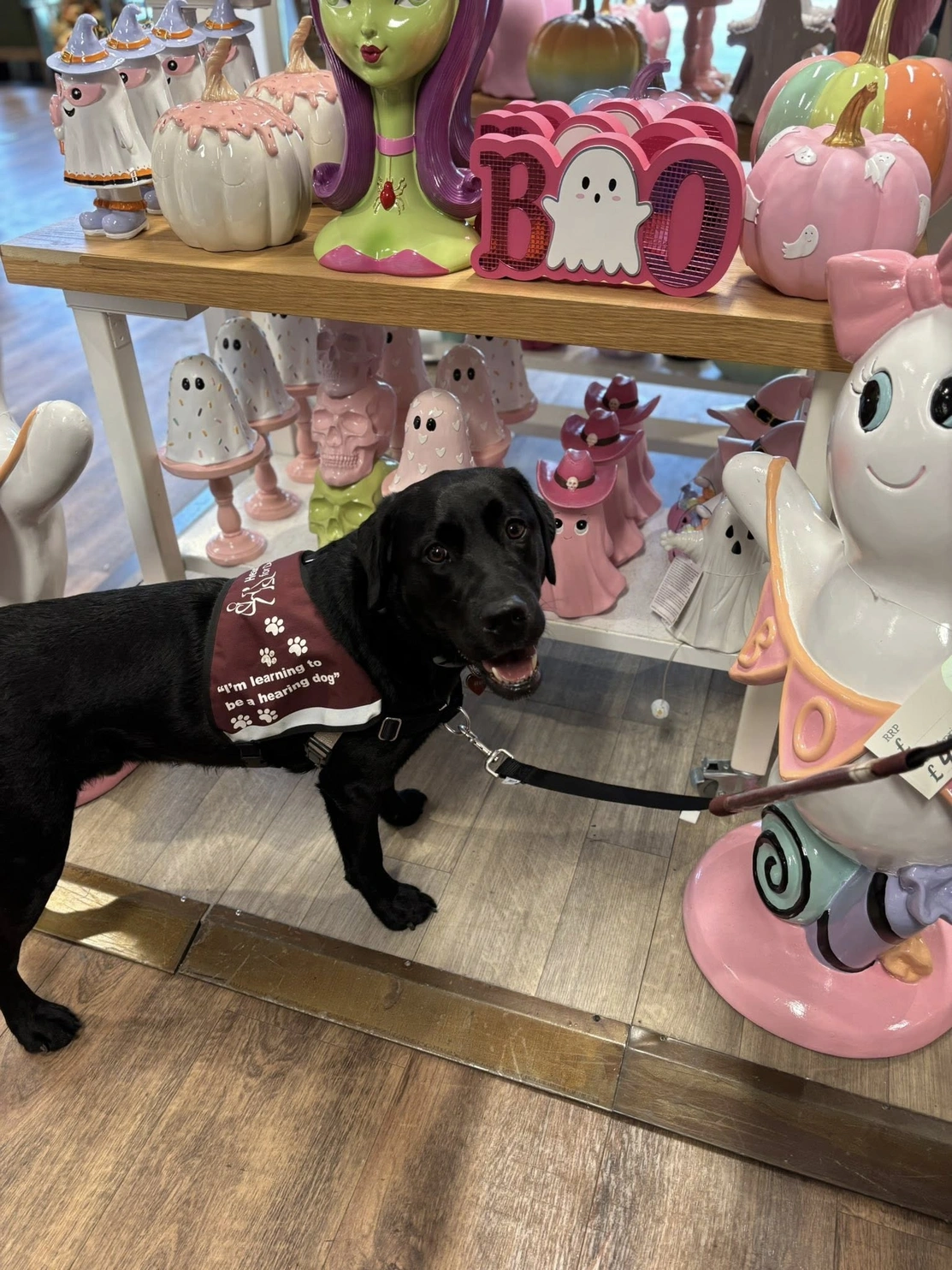 A black labrador wearing a hearing dogs training jacket is standing on a sop floor. Around him are cute Halloween decorative ornaments