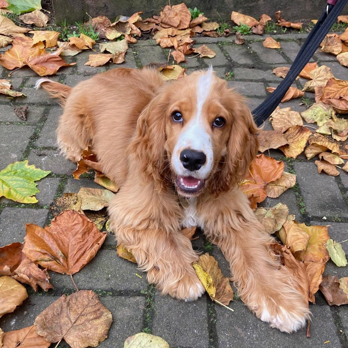 Golden Spaniel lying down in Autumn leaves