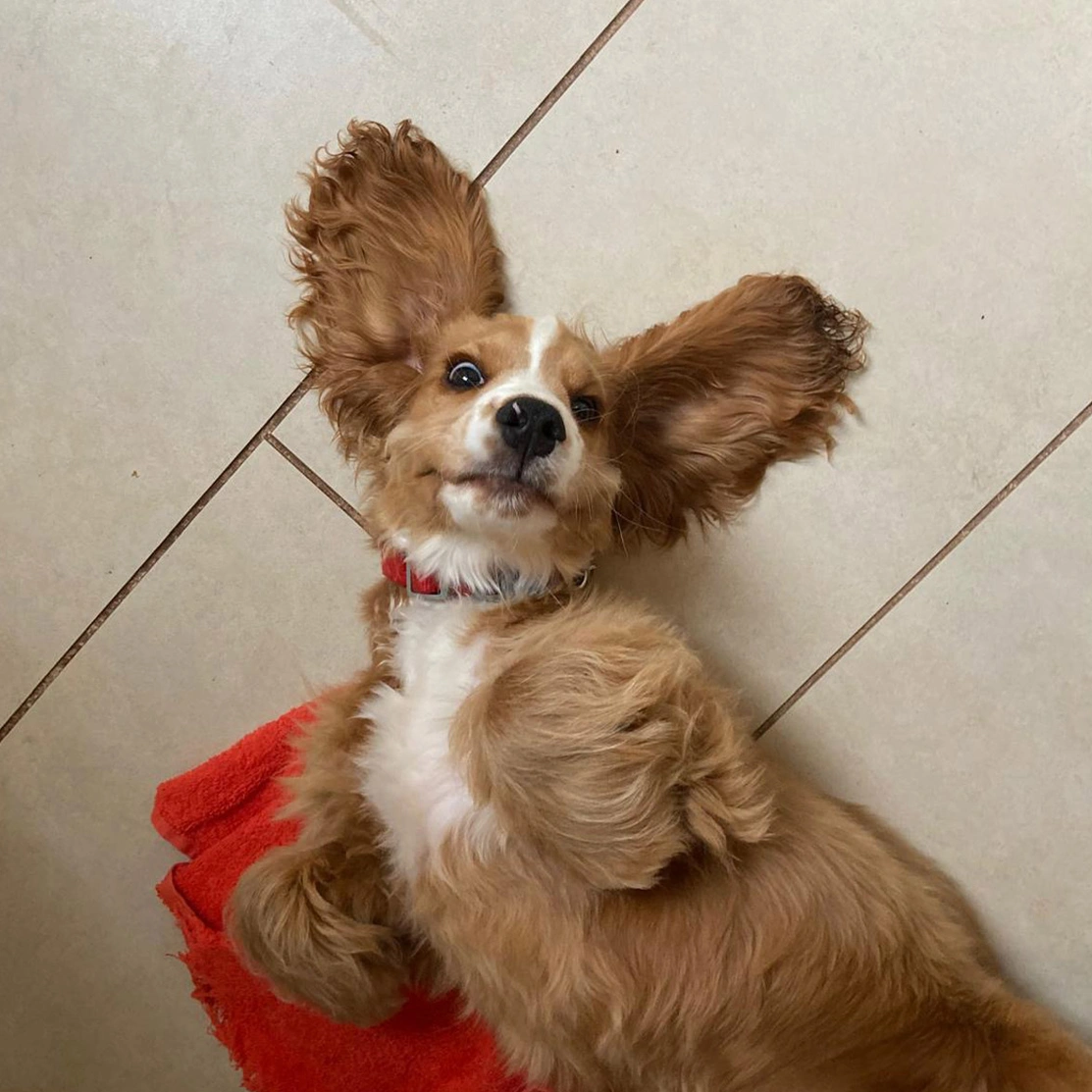 Golden Cocker Spaniel puppy lying on back with ears up