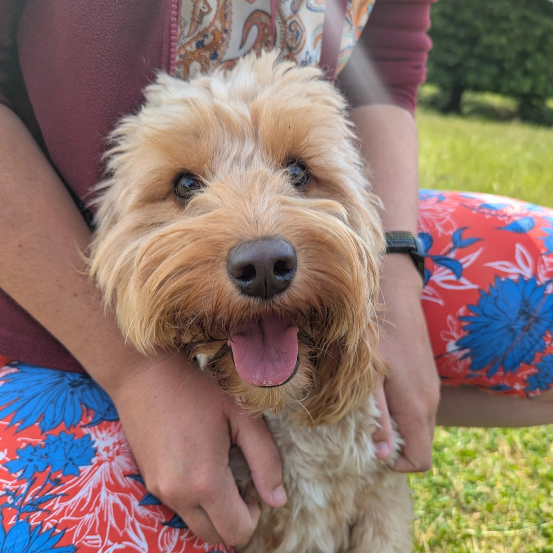 Golden Cockapoo smiling with tongue out