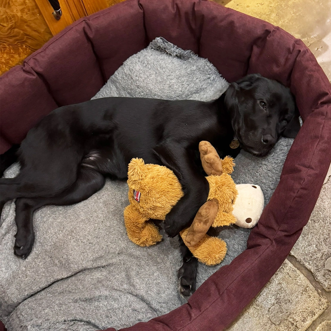 Black Labrador cuddling teddy in bed