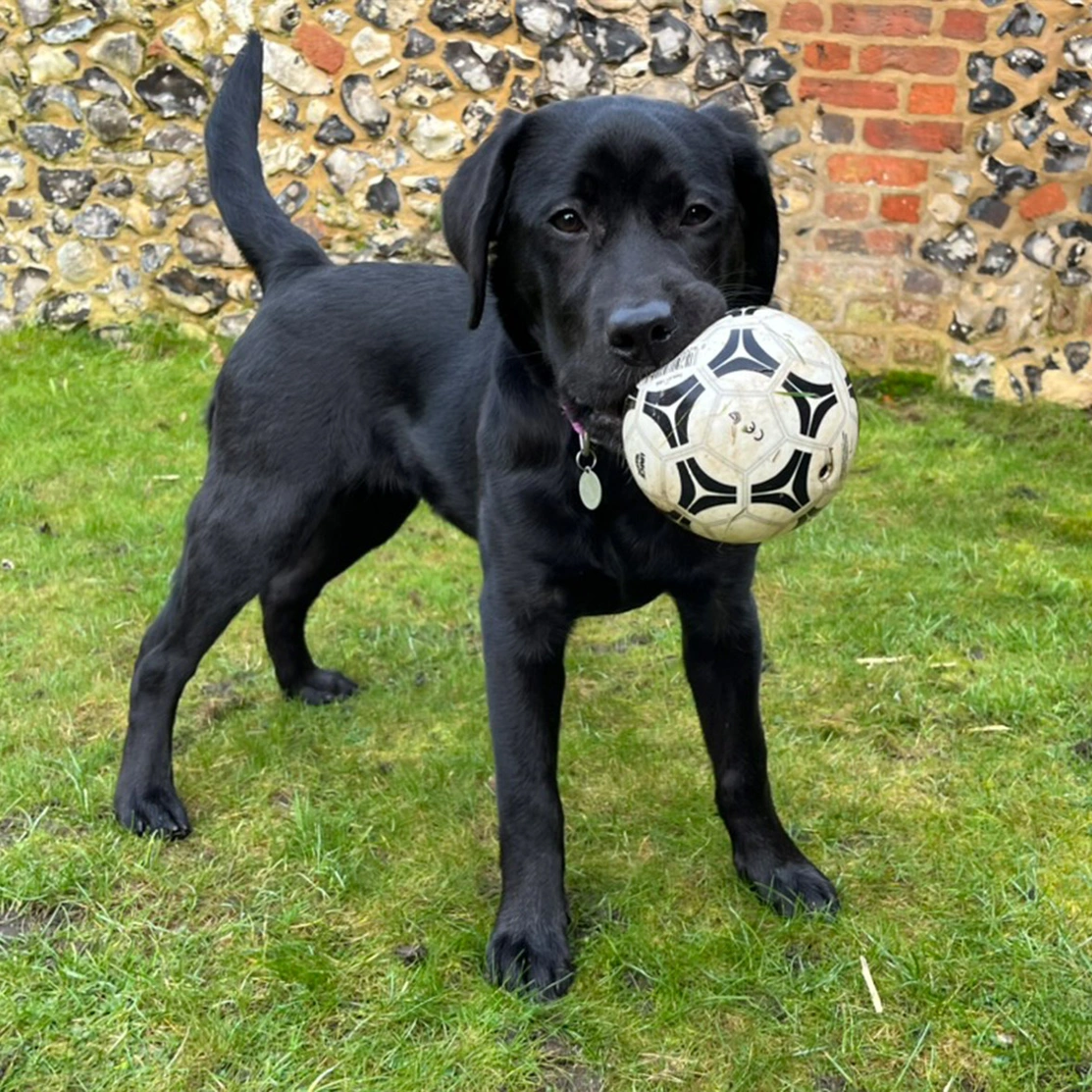 Black Labrador holding small football in mouth