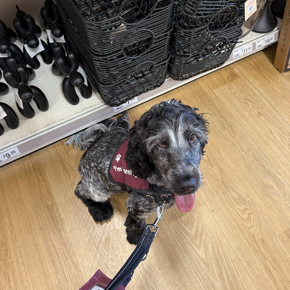 Blue roan spaniel in Hearing Dogs training jacket sitting in shop