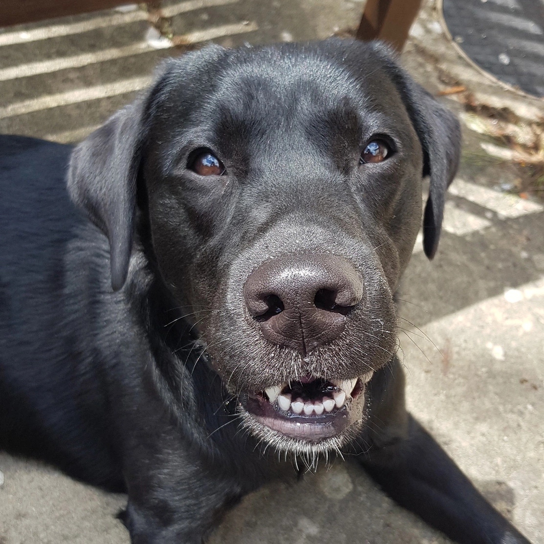 Closeup of Black Labrador showing their lovely teeth