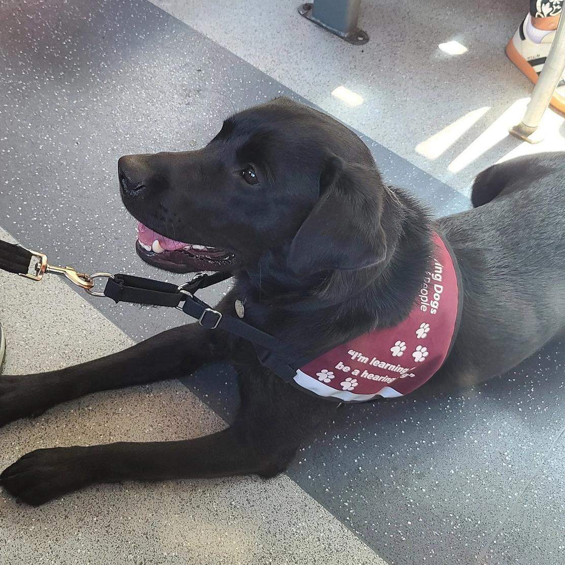Black Labrador settling on bus in "I'm learning" jacket