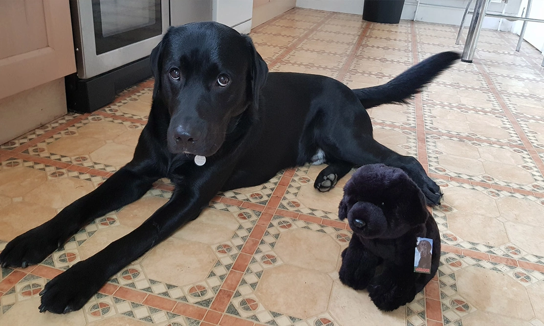 Adult black Labrador lying next to black Labrador cuddly toy