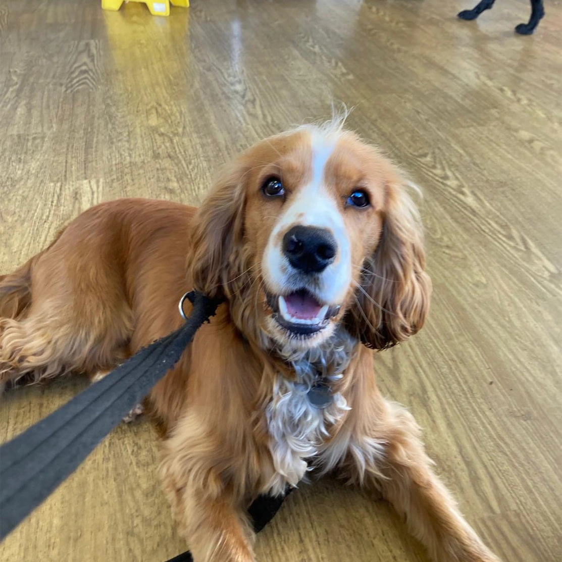 Golden Cocker Spaniel puppy lying down on wooden floor