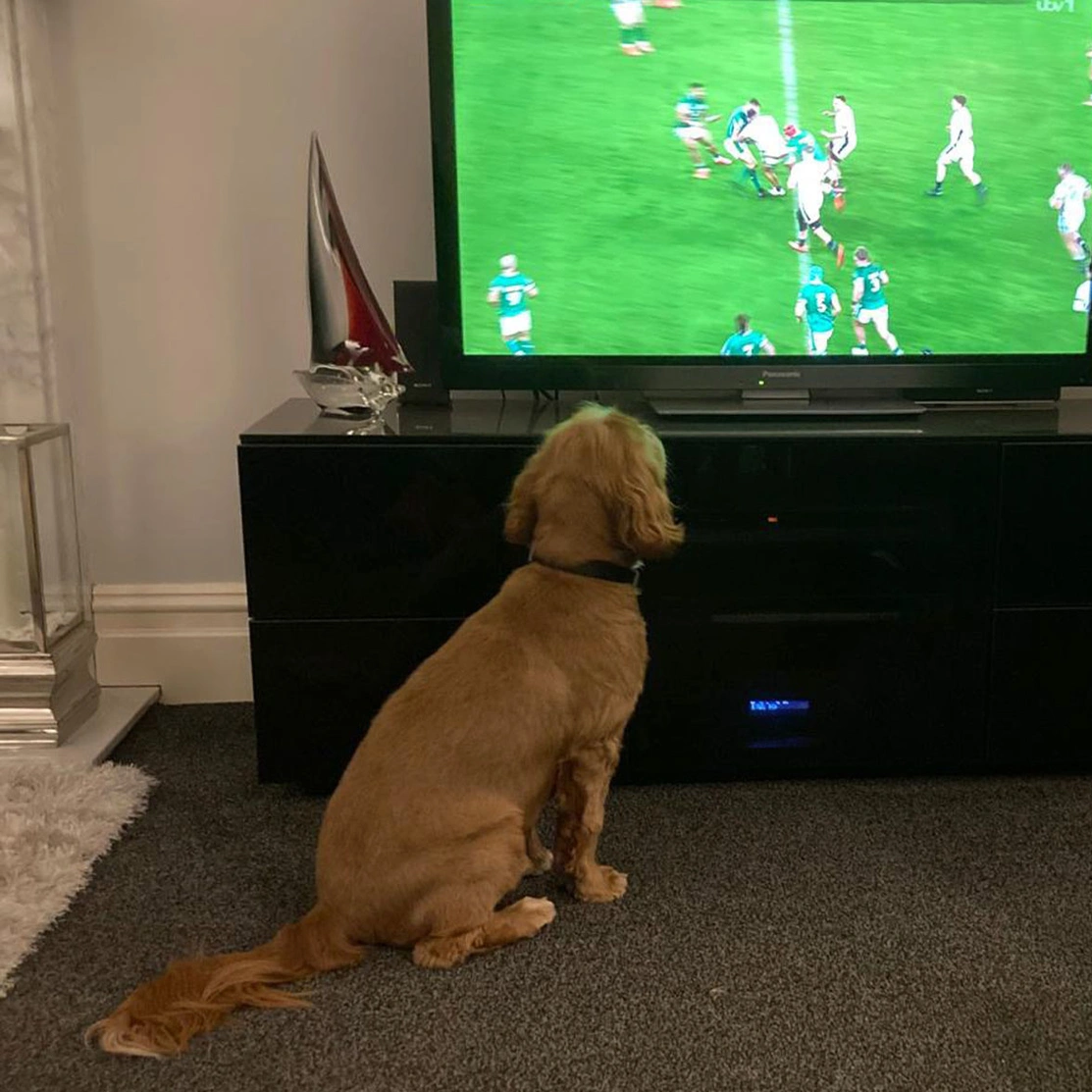 Golden Cocker Spaniel puppy watching rugby on TV