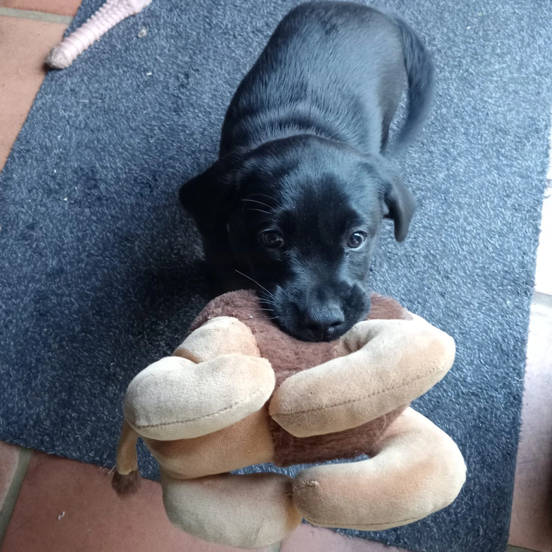 Black Labrador puppy holding toy in mouth