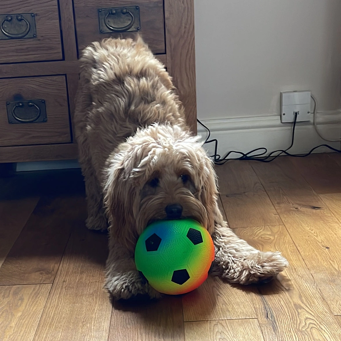 Golden fluffy Cockapoo with ball