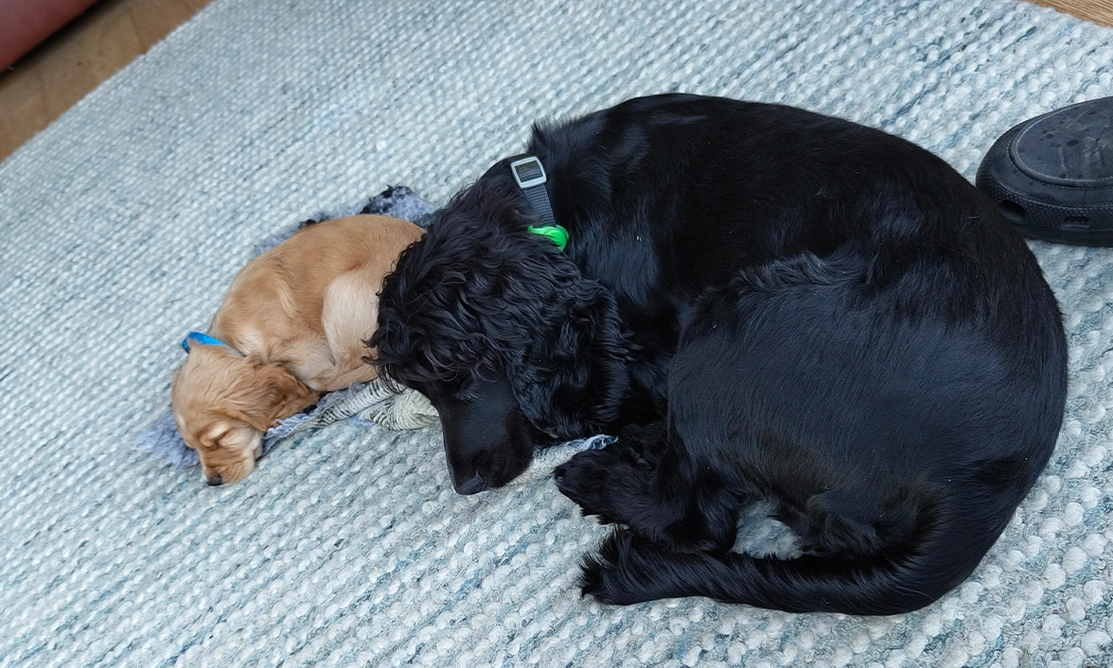 Golden Cocker Spaniel puppy sleeping next to adult Cocker Spaniel puppy