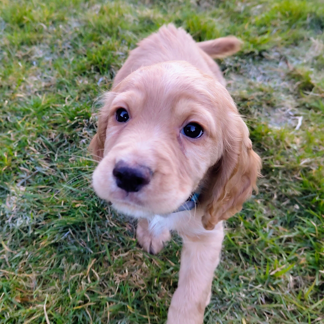 Golden Cocker Spaniel puppy walking through grass