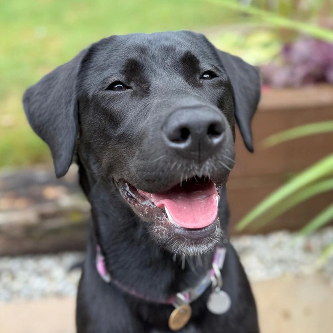 Close up headshot of a smiley black Labrador