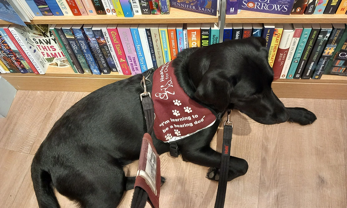 Black Labrador wearing Hearing Dogs training jacket settling in front of bookshelf