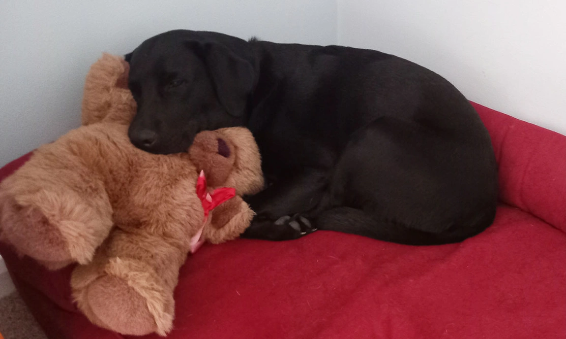 Black Labrador sleeping with teddy in bed
