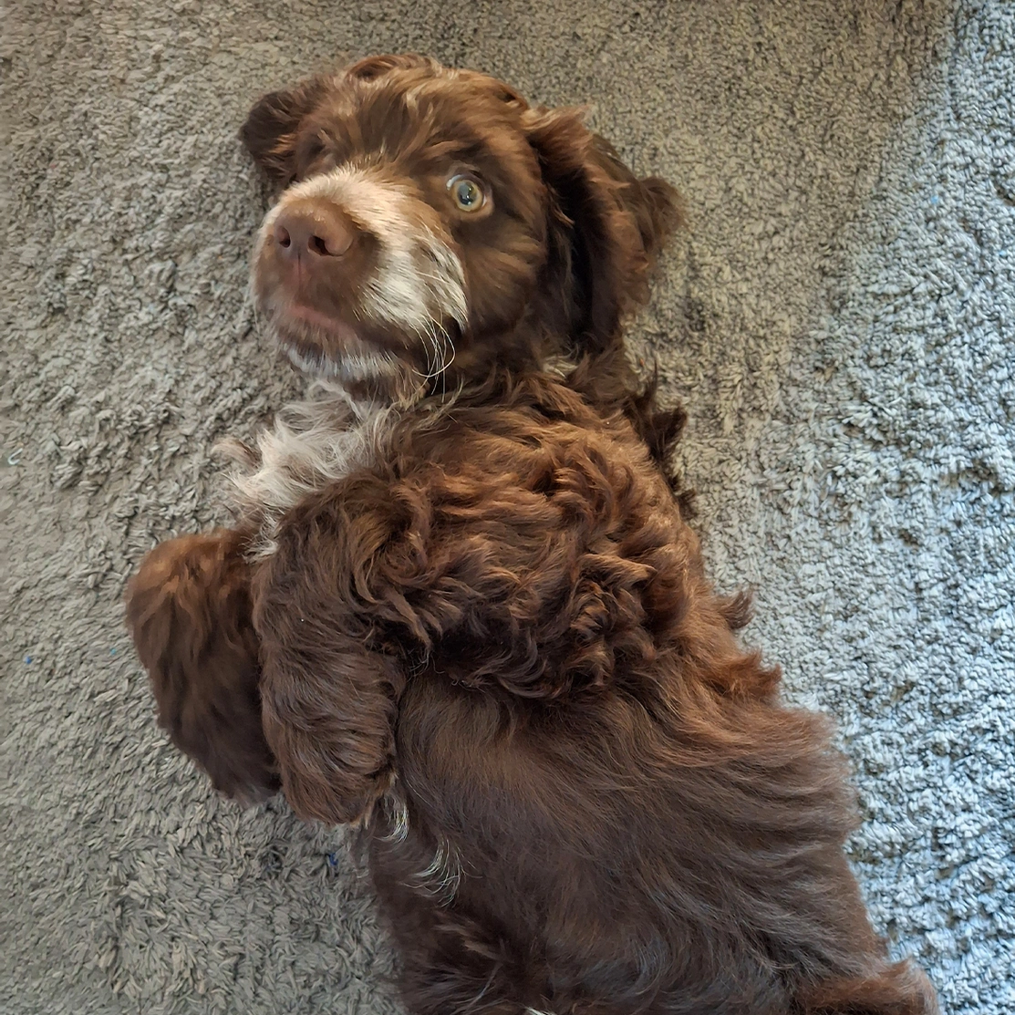 Brown Cockapoo puppy laying on back