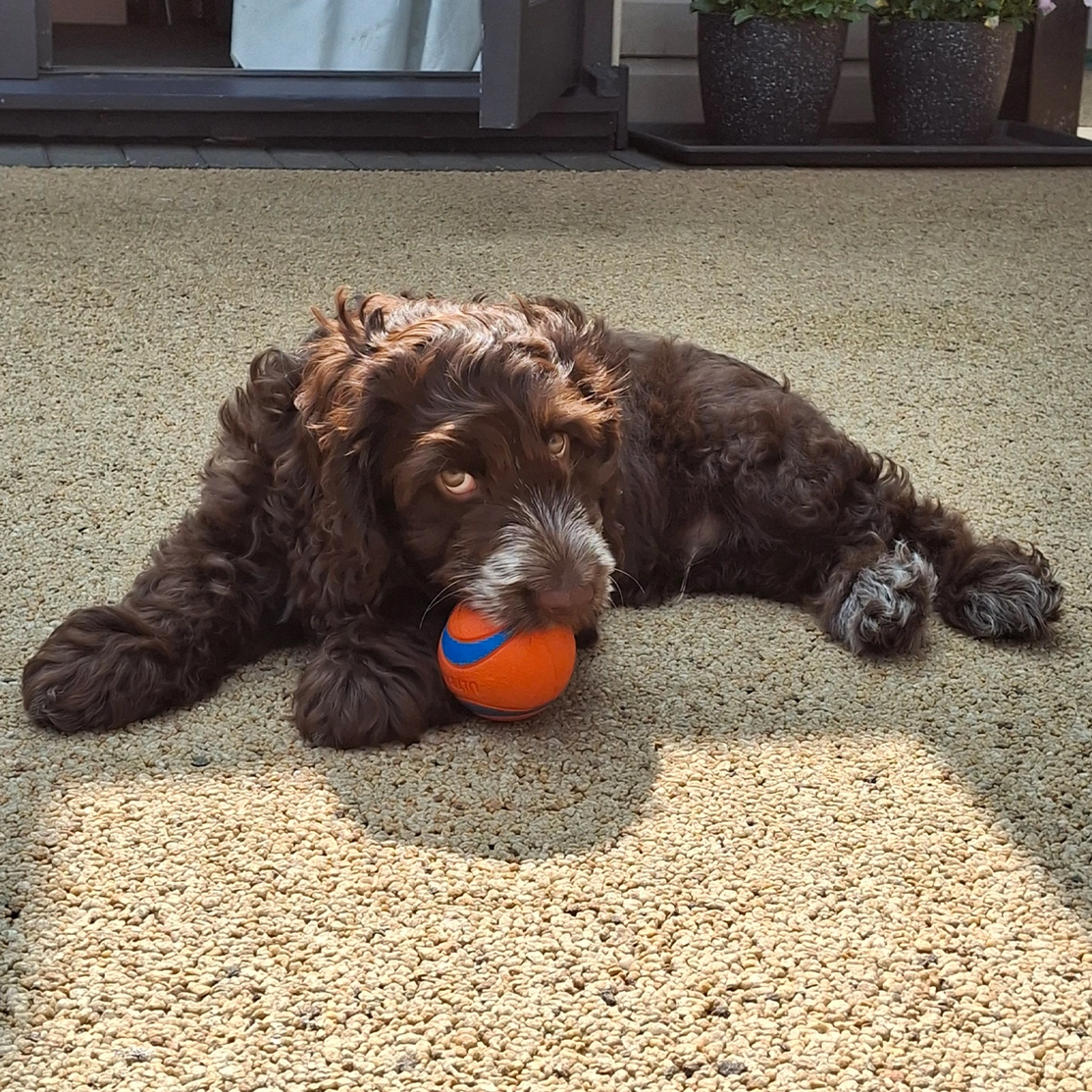 Brown Cockapoo puppy with ball