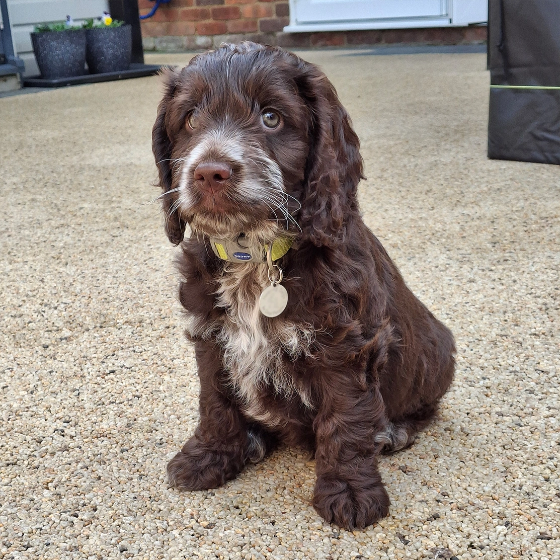 Brown and white Cockapoo puppy
