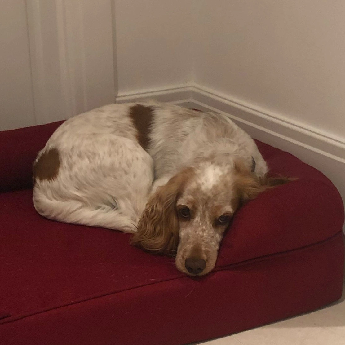 Orange roan spaniel relaxing in bed