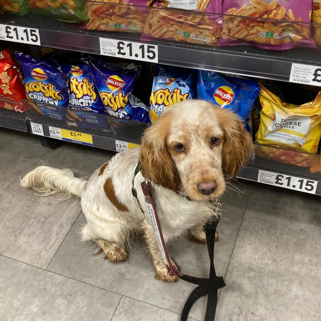 Orange roan spaniel sitting in supermarket