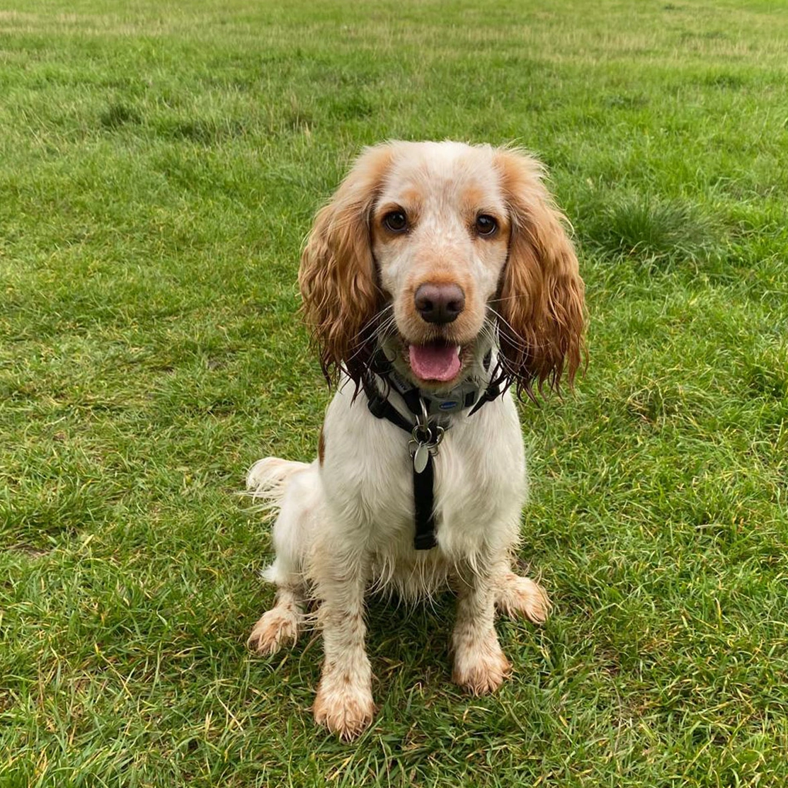 Orange roan spaniel sitting on grass