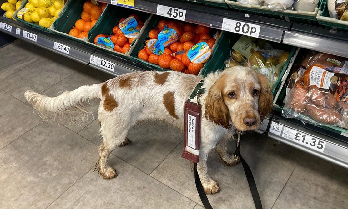 Orange roan spaniel standing in supermarket