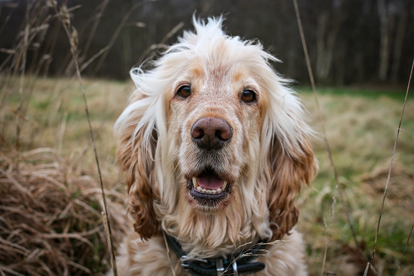 A photo of Albert the hearing dog, looking directly ahead with mouth slightly open. He has light coloured hair and a grassy woodland area can be seen in the background.