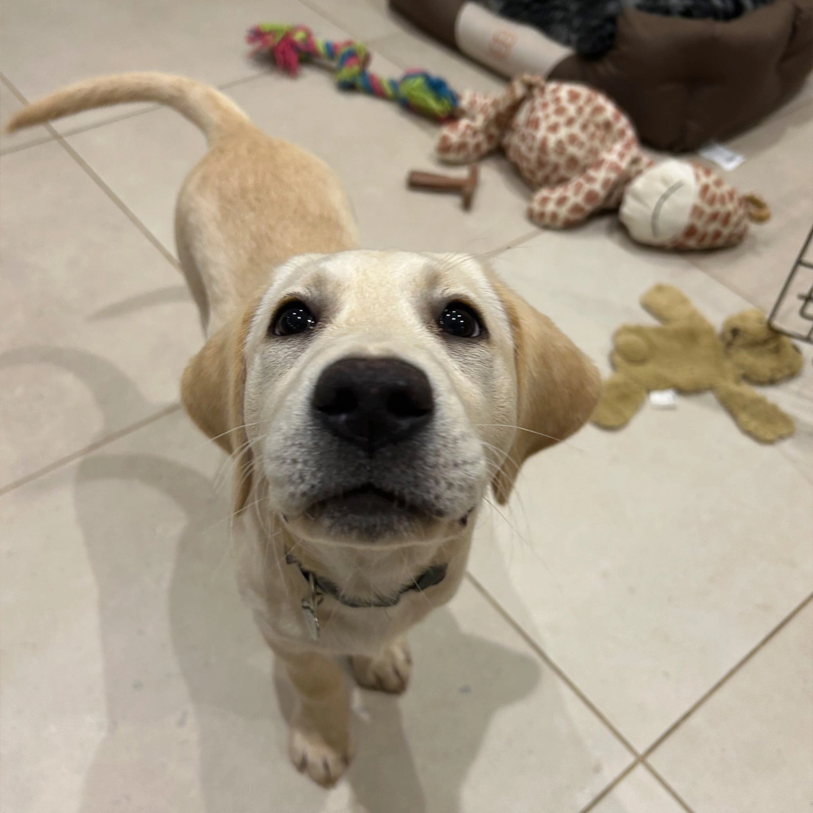 Yellow Labrador puppy looking up, nose is close to camera, toys on the floor in the background