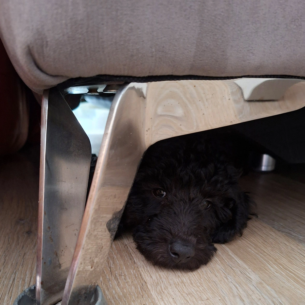 Black Miniature Poodle relaxing under sofa