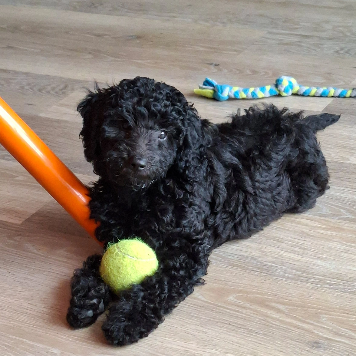 Black Miniature Poodle puppy laying down with tennis ball