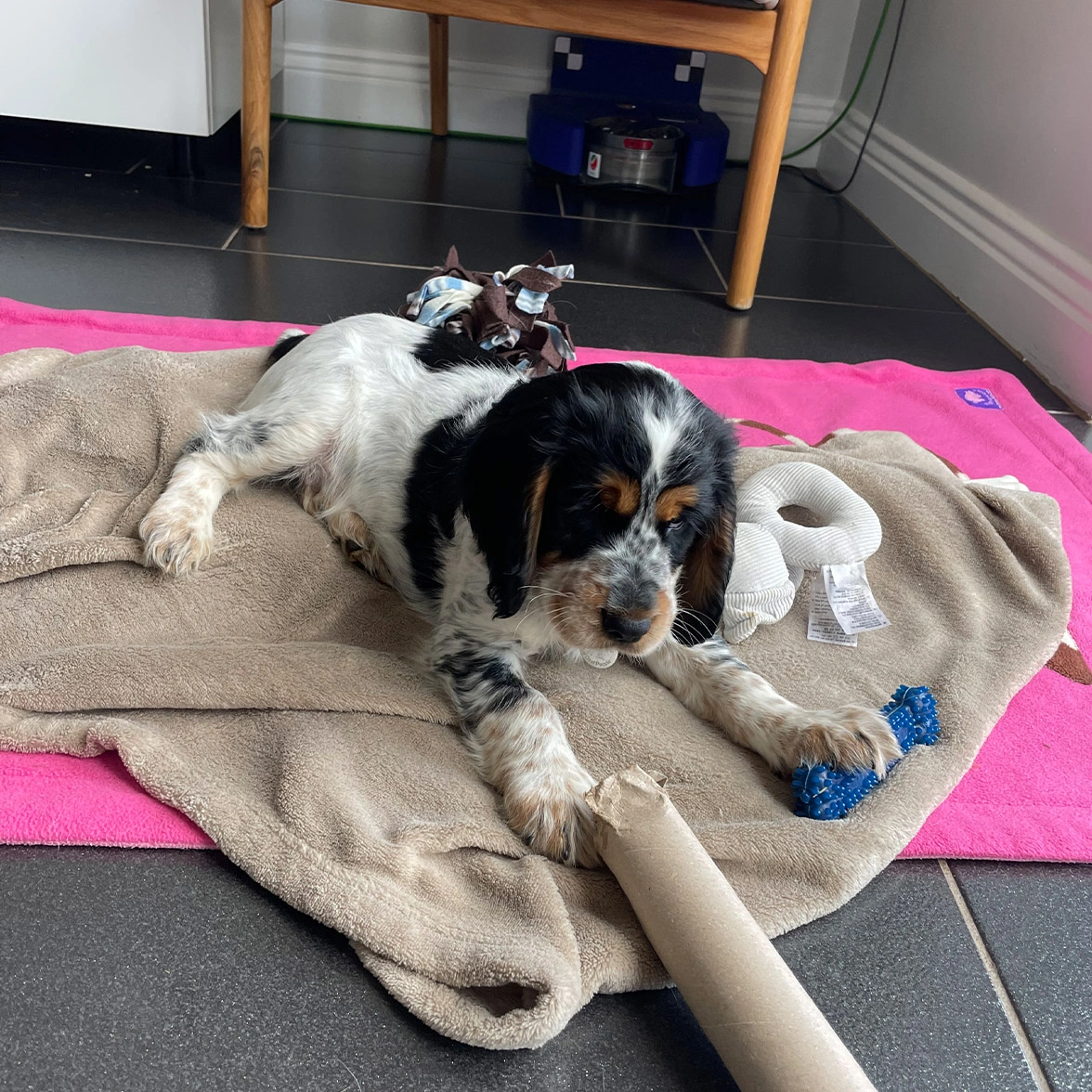 Black, white and tan spaniel puppy on blanket surrounded by toys